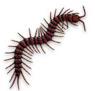 Centipede