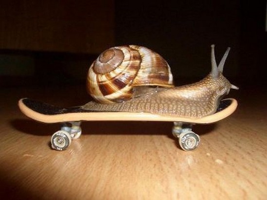 Snail