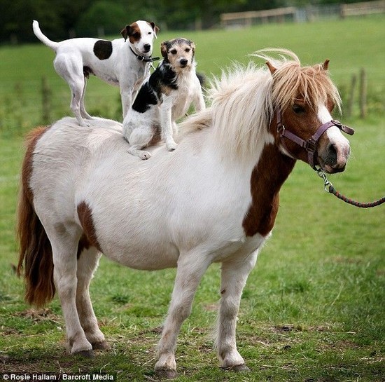 Dog-On-Horse