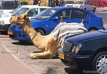 Camel parking