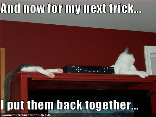 Funny-pictures-cat-has-a-trick