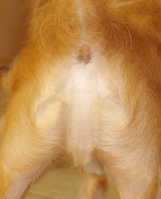 Jesus in dogs butt