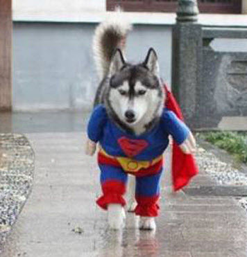 Superdog