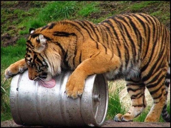 Tiger-loves-beer