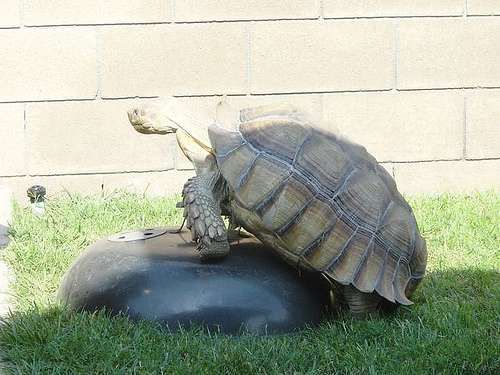 Turtle humping bbq