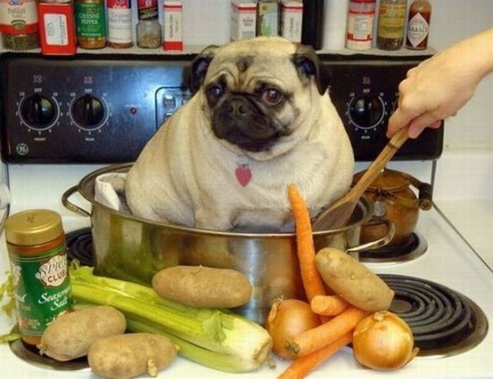 Pug-Pot